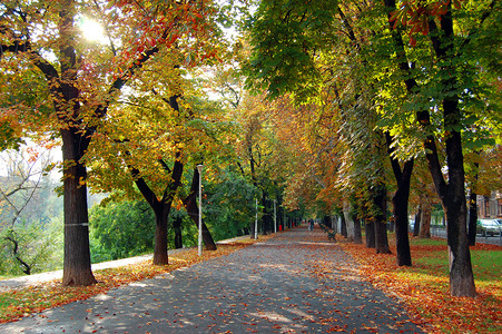 秋天公园里五颜六色的树叶图片