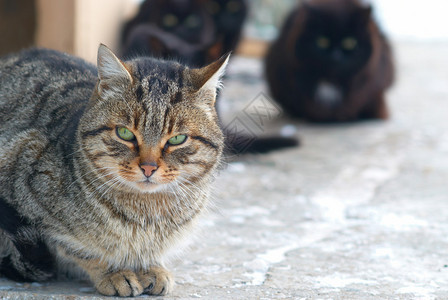 一群猫坐着看相机图片