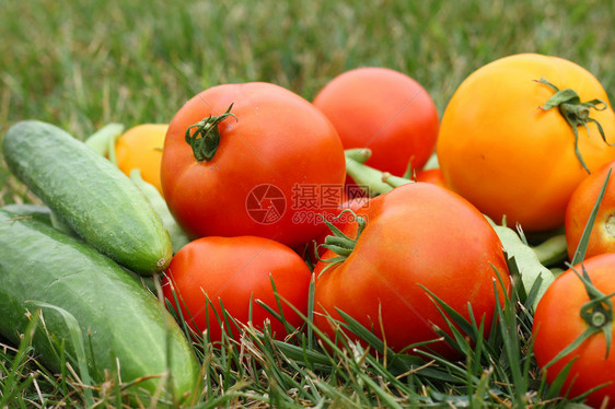 一堆新鲜采摘的蔬菜西红柿黄瓜和青豆图片