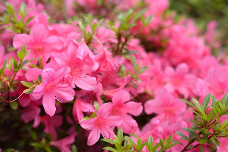 春天盛开的粉红色杜鹃花图片