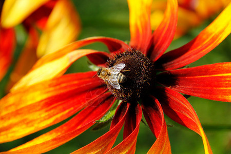 Rudbeckia花朵花图片