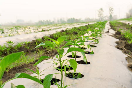 在花园里种植物图片