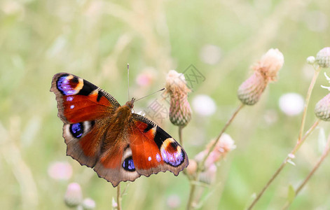 夏天草原上野生花朵的孔雀蝴蝶美丽的夏图片