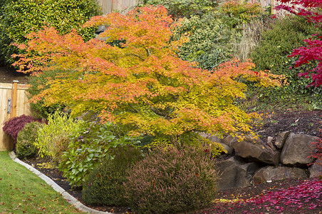 可爱的秋天花园枫叶树翻滚背景图片