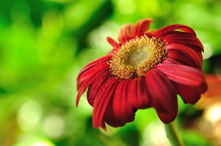 红色雏菊非洲菊花景深图片