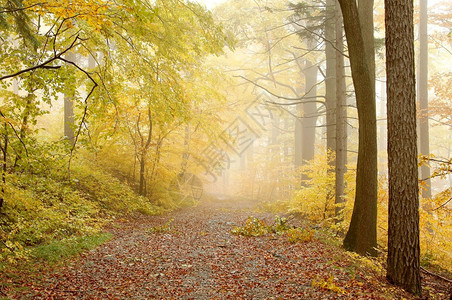 仙道以秋季温暖的颜色穿过迷雾林笑声图片