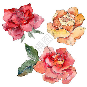 橙色和红色玫瑰花卉植物花孤立的野生春叶野花水彩背景插图集水彩画时尚水彩画孤立的图片
