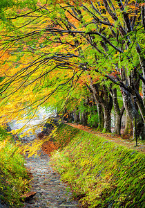 日本河口湖枫树走廊图片