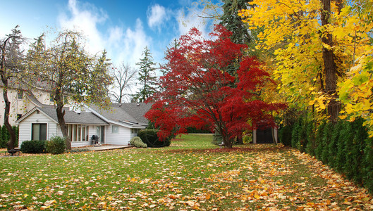 秋天加拿大家庭房屋在树图片