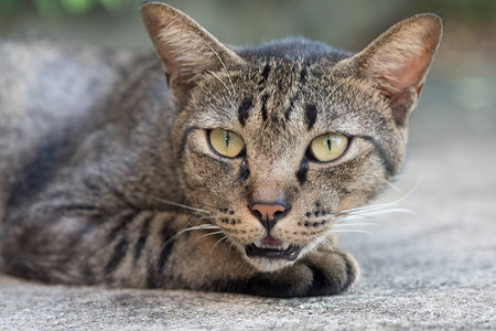 户外美丽的灰色条纹猫的特写镜头图片