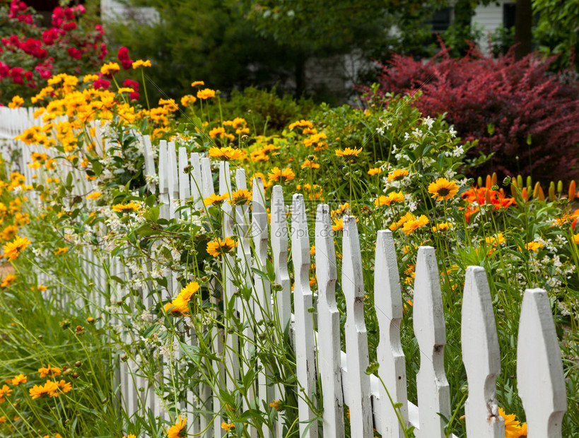 沿传统花园的白栅栏种植的黄花图片