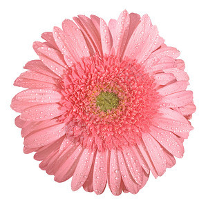 PinkGerbera花朵有水滴封图片