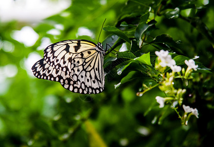 美丽的蝴蝶是只在温暖的月份才发现的短命昆虫群蝴蝶是鳞翅目昆虫纲的一部分成年蝴蝶有大的通常颜色鲜艳的翅膀图片