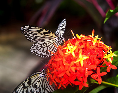美丽的蝴蝶是只在温暖的月份才发现的短命昆虫群蝴蝶是鳞翅目昆虫纲的一部分成年蝴蝶有大而通常颜色鲜艳的翅膀图片