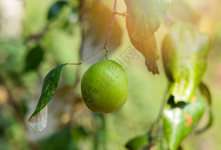 树上的枣果或猴苹果花园夏季自然背景中的新鲜青枣树热带水果图片