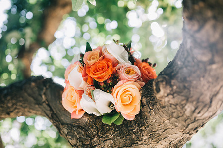 树上美丽的新娘捧花图片