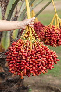 椰枣树上的椰枣果实生长在泰国北部图片