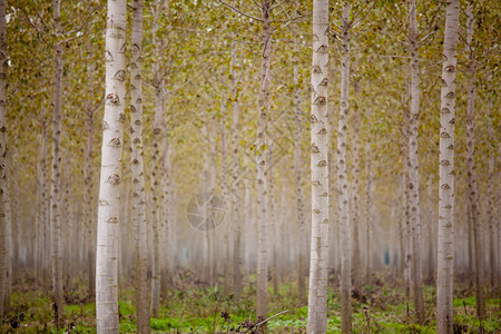 树干白桦树在森林里图片