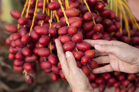 椰枣树上的椰枣果实生长在泰国北部图片