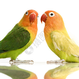 桃面爱情鸟Agapornisroseicollis或莉莲的爱情鸟白色背景前的li图片