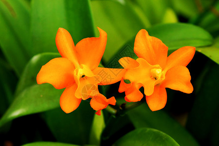 美丽的橙色兰花图片