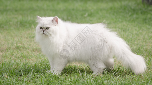 走在绿草的白色波斯猫背景图片