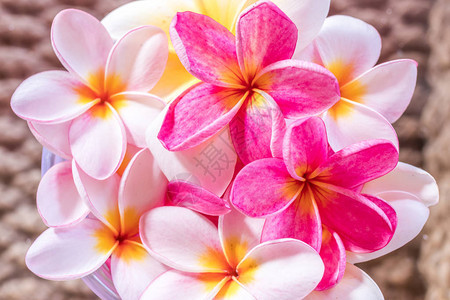 粉色花朵和白fragipaani热带花朵花卉图片