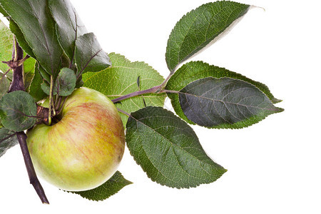 苹果树枝带新鲜苹果和绿叶的苹果树枝在图片