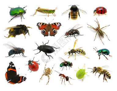 的昆虫集图片