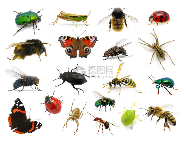 的昆虫集图片