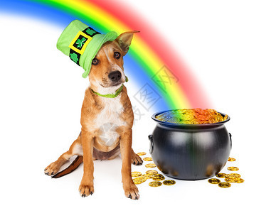 可爱的杂交小狗戴着绿色的爱尔兰圣帕特里克节帽子图片