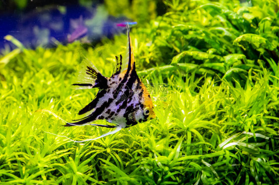 Pterophyllumscalare鱼关闭图片