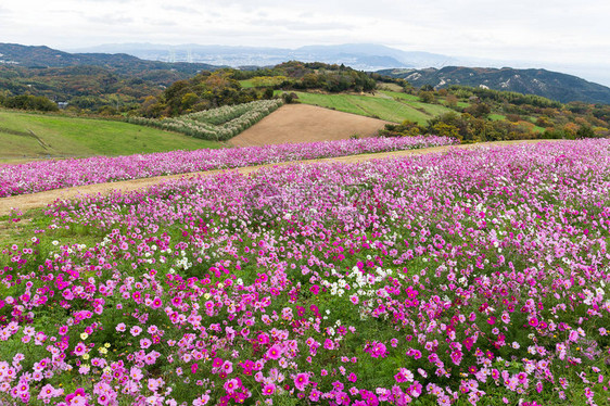 日本的波斯菊花卉农场图片