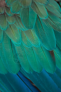 孔雀羽毛细节图片