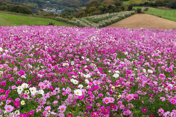 日本盛开的波斯菊花图片