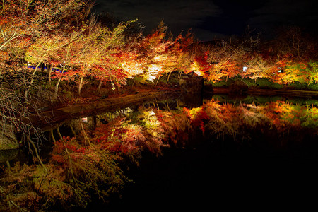 日本名古屋秋季公园的枫树在夜间的冬季照明上命名为Nabananosato日本最大的照明公园之一图片