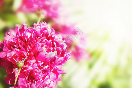 美丽的夏日花朵背景与红牡丹图片