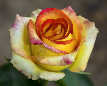 玫瑰黄花情人节的照片照图片