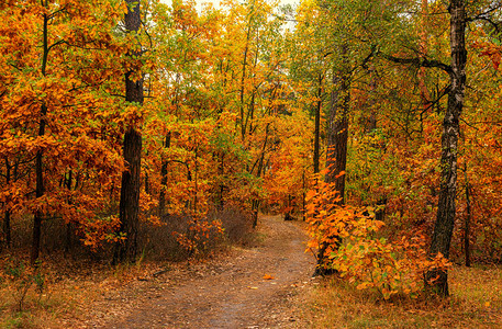 秋天森林树中路途的暗处天气好秋图片