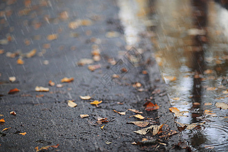 公园的秋天雨背景图片