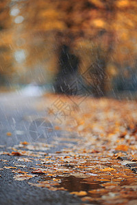 公园的秋天雨背景图片