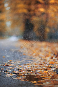 公园的秋天雨图片