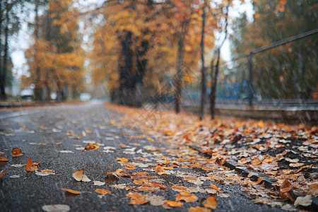 公园的秋天雨背景图片