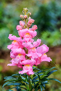 金鱼草龙花盛开在花园里图片