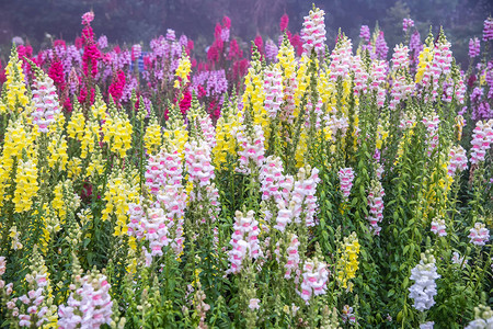 金鱼草龙花盛开在花园里图片