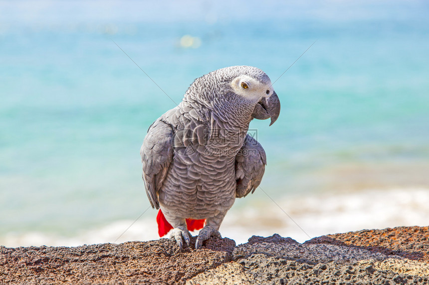 实时观看阿拉维斯与皇家马德里西甲较量高清直播