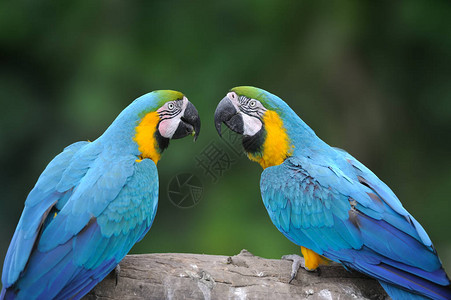 野生鹦鹉鸟蓝鹦鹉大绿色麦考AraAmbigua自然栖息地中的背景图片