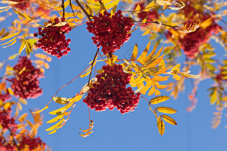 一棵成熟的秋天花楸树的分支图片