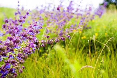 野花野花草地一束鲜花鲜花束花图片