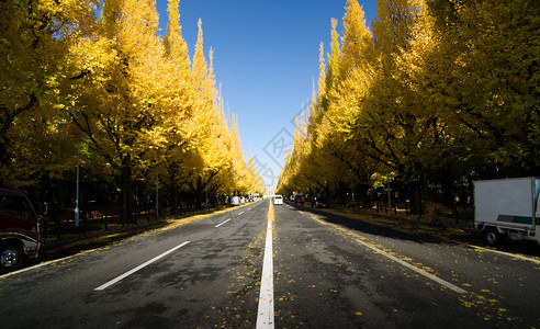日本东京明果树大道通往美治纪念画廊的美图片